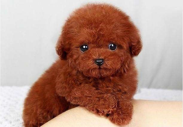 犬舍繁殖基地