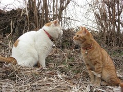 清华猫舍