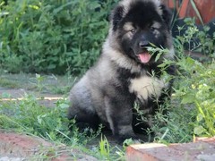 嘉兴爱尔兰雪达犬