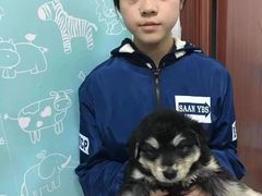 上海普陀区宠物救助领养收养收容中心