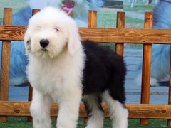 拉萨比利时牧羊犬
