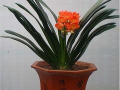 苏州绿植租赁