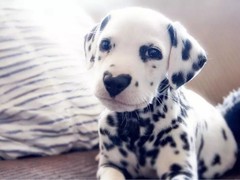 乌鲁木齐圣伯纳犬