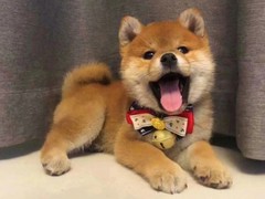 豆豆犬舍