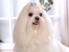星园犬业