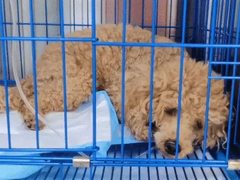 嘉兴宠物猫医院