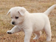 南昌硬毛指示格里芬犬
