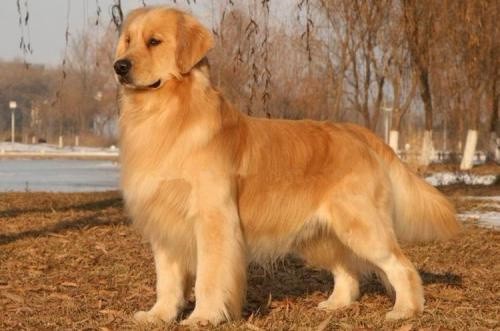 犬舍繁殖基地