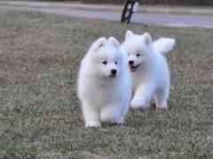 風(fēng)凌犬業(yè)