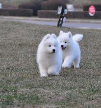 風(fēng)凌犬業(yè)