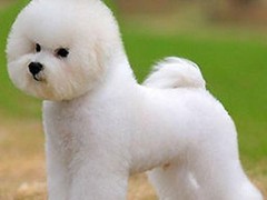 广州博爱犬舍
