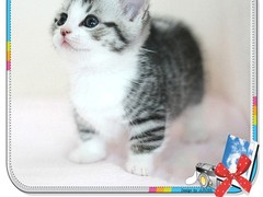 韵寒猫舍
