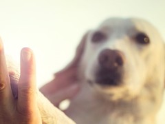 名扬犬业