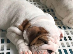 广东退伍兵犬舍