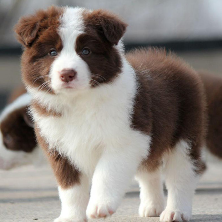 北碚区边牧出售已打疫苗 全国包邮