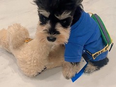 犬舍繁殖基地