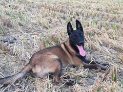 豆豆犬舍