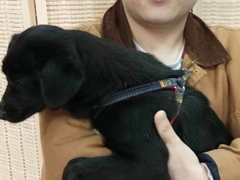 上海长宁区流浪猫狗宠物小动物收养收容救助领养中心基地站