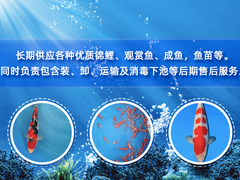 兰州锦鲤领养