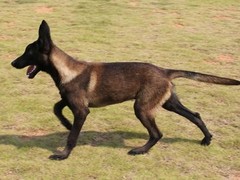 凌宇犬业
