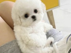 犬舍繁殖基地