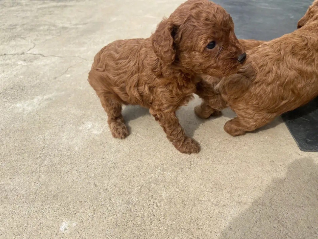 犬舍繁殖基地