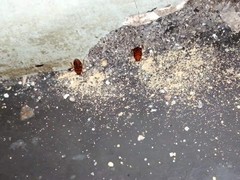 资阳灭鼠公司