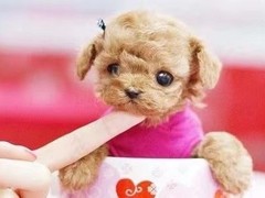 风凌犬业