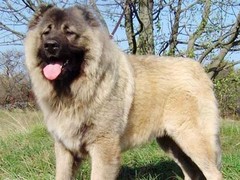 珠海卷毛比雄犬
