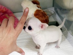 长沙宠物狗养殖