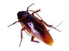 上格生物科技有限公司