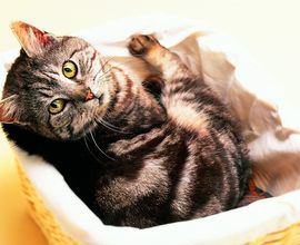 宠物猫店贵阳服务 贵阳宠物狗的温馨家园