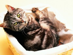 宁波拉邦猫出售