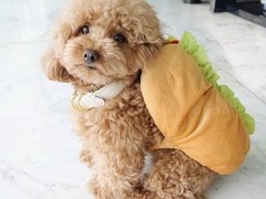 嘉兴澳大利亚牧羊犬