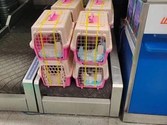 喜乐宠物托运