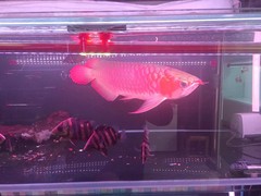 北京鱼缸清洗