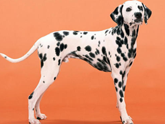 呼和浩特比利牛斯牧羊犬
