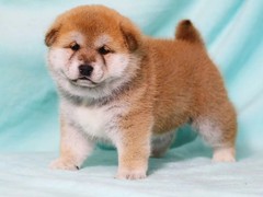 宠之恋犬舍（中山正规犬舍）