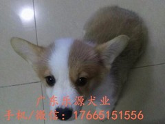 广东退伍兵犬舍