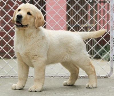 犬舍繁殖基地