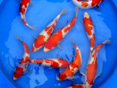 金辰锦鲤林园有限公司