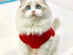 可乐猫咪苑