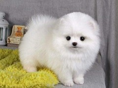 安安犬舍