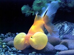 无锡冰之神水族制冷经营