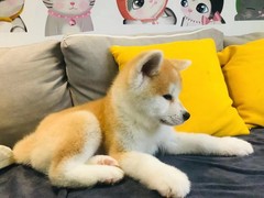 嘉兴英国跳猎犬