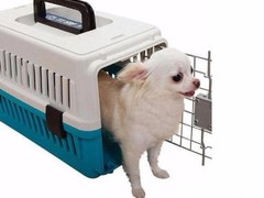 昆明宠物空运公司