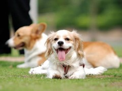 廊坊硬毛指示格里芬犬