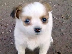 宿迁迷你贝吉格里芬凡丁犬