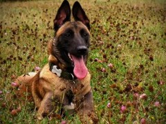 广东旺驰犬舍（cku认证犬舍）