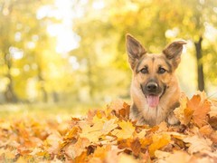 星园犬业